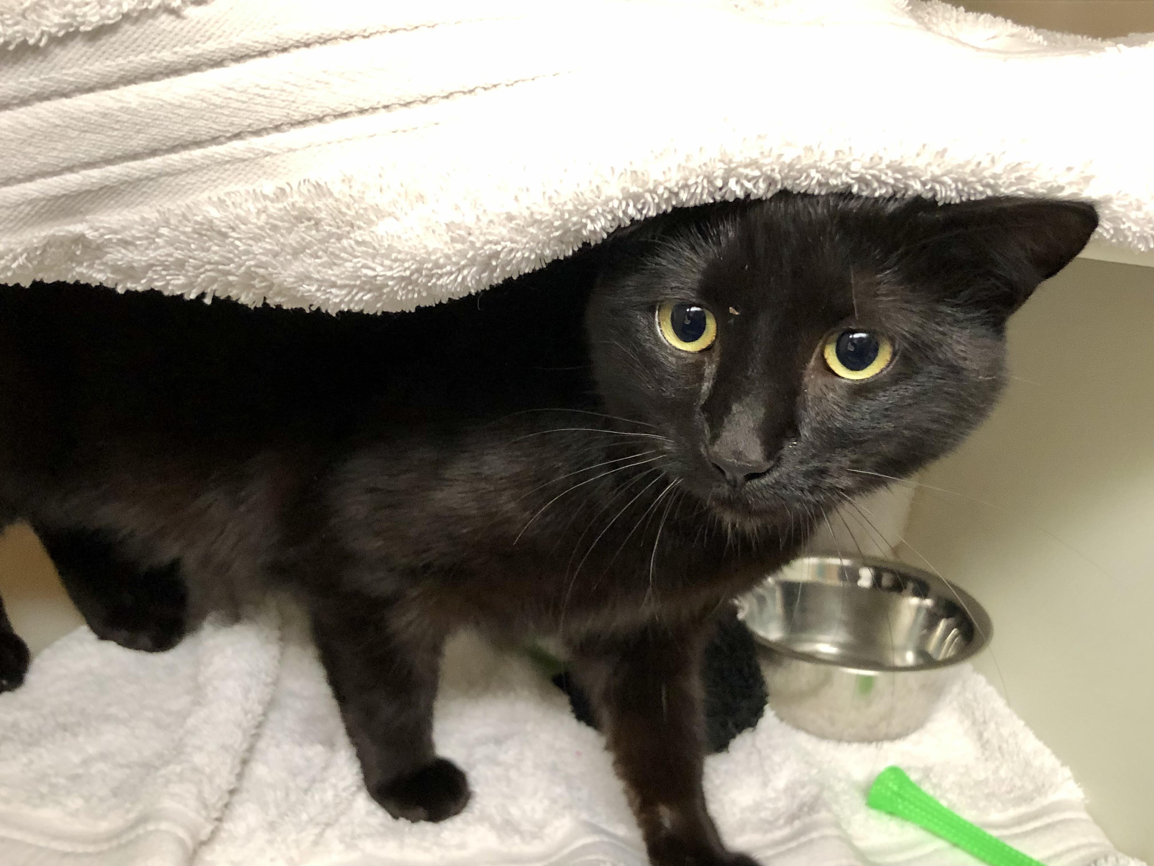 Constance, an adoptable Domestic Short Hair in Salisbury, MA image 2/4