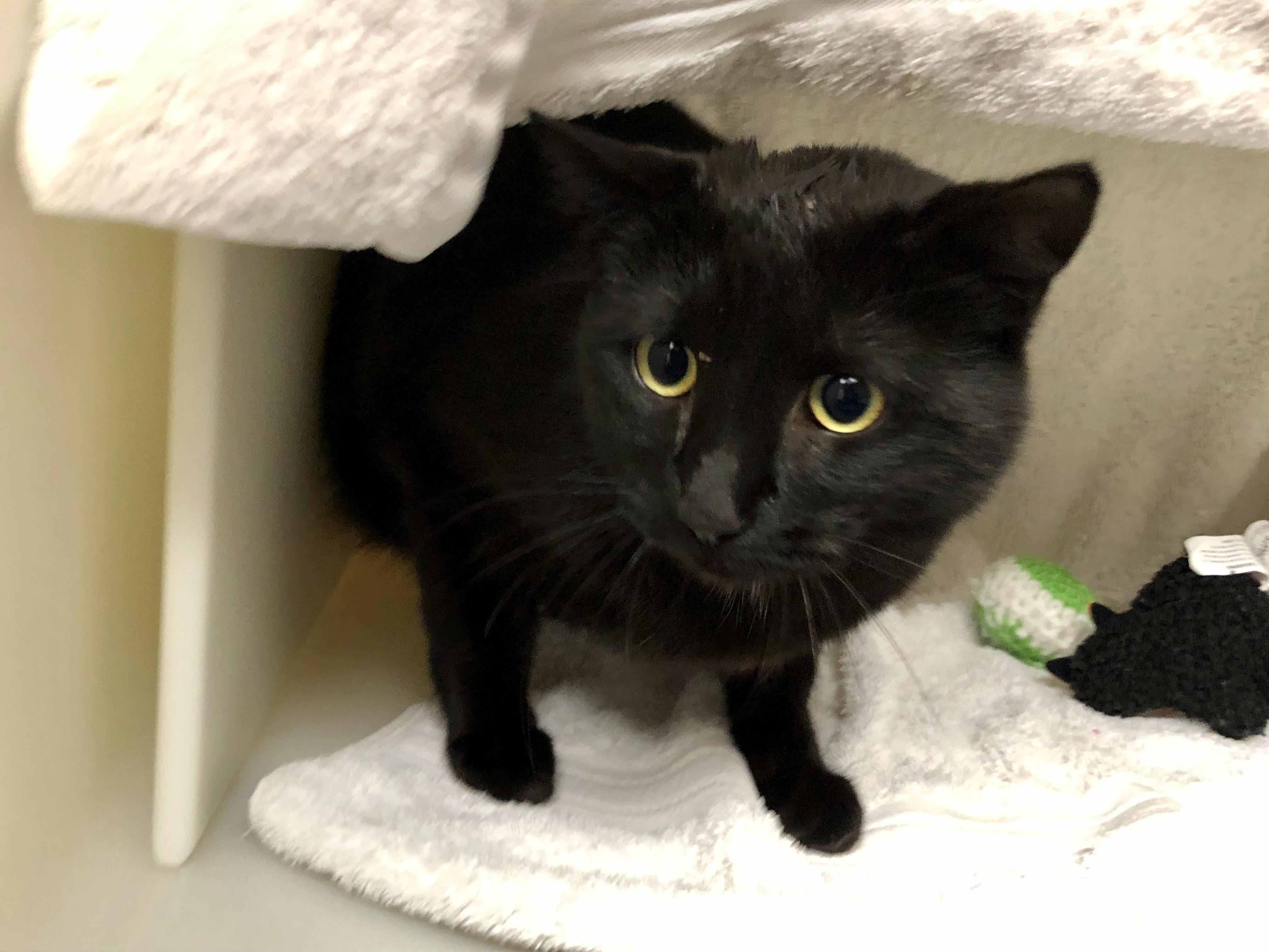 Constance, an adoptable Domestic Short Hair in Salisbury, MA image 1/4