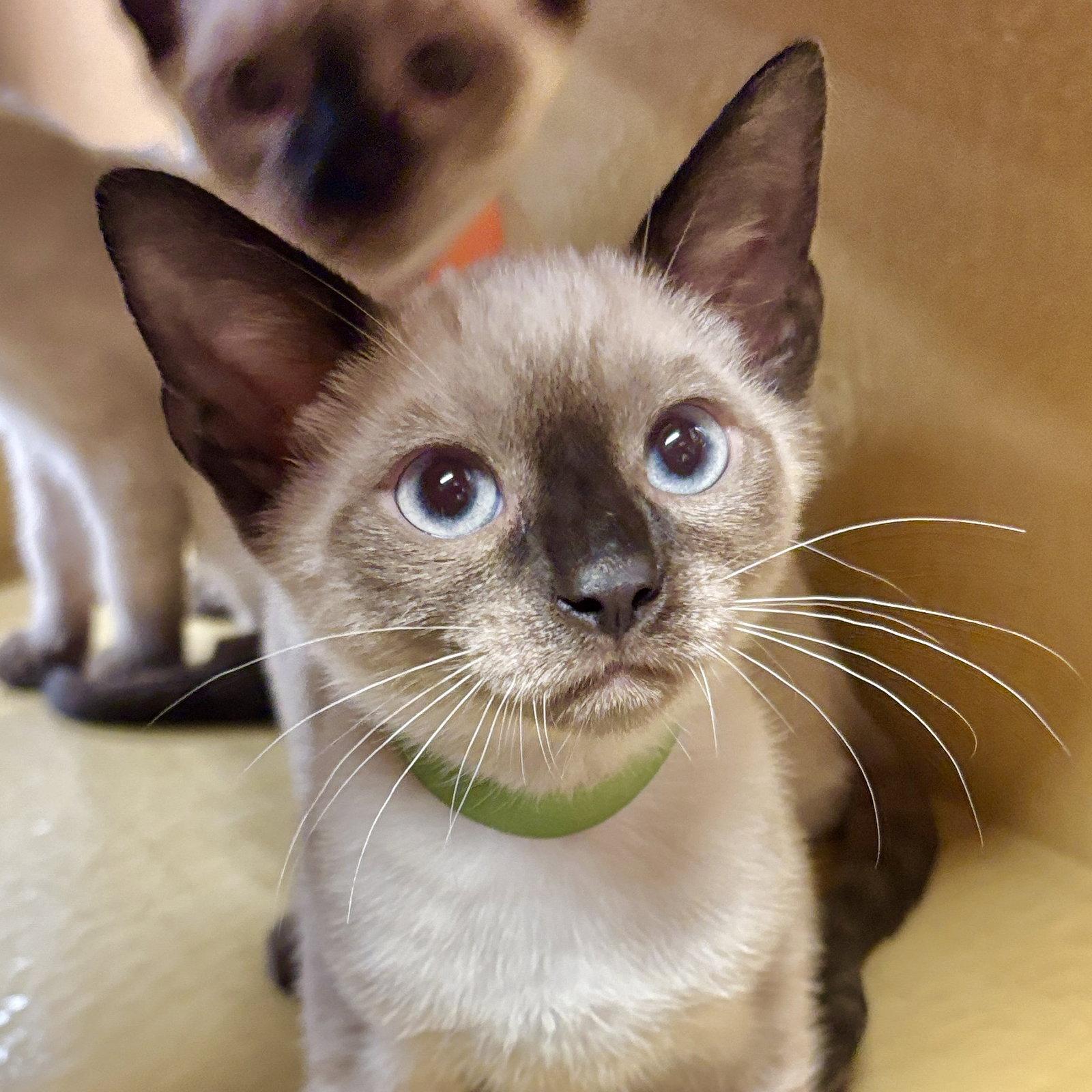 Zeus, Adoptable, Kitten Male Siamese.