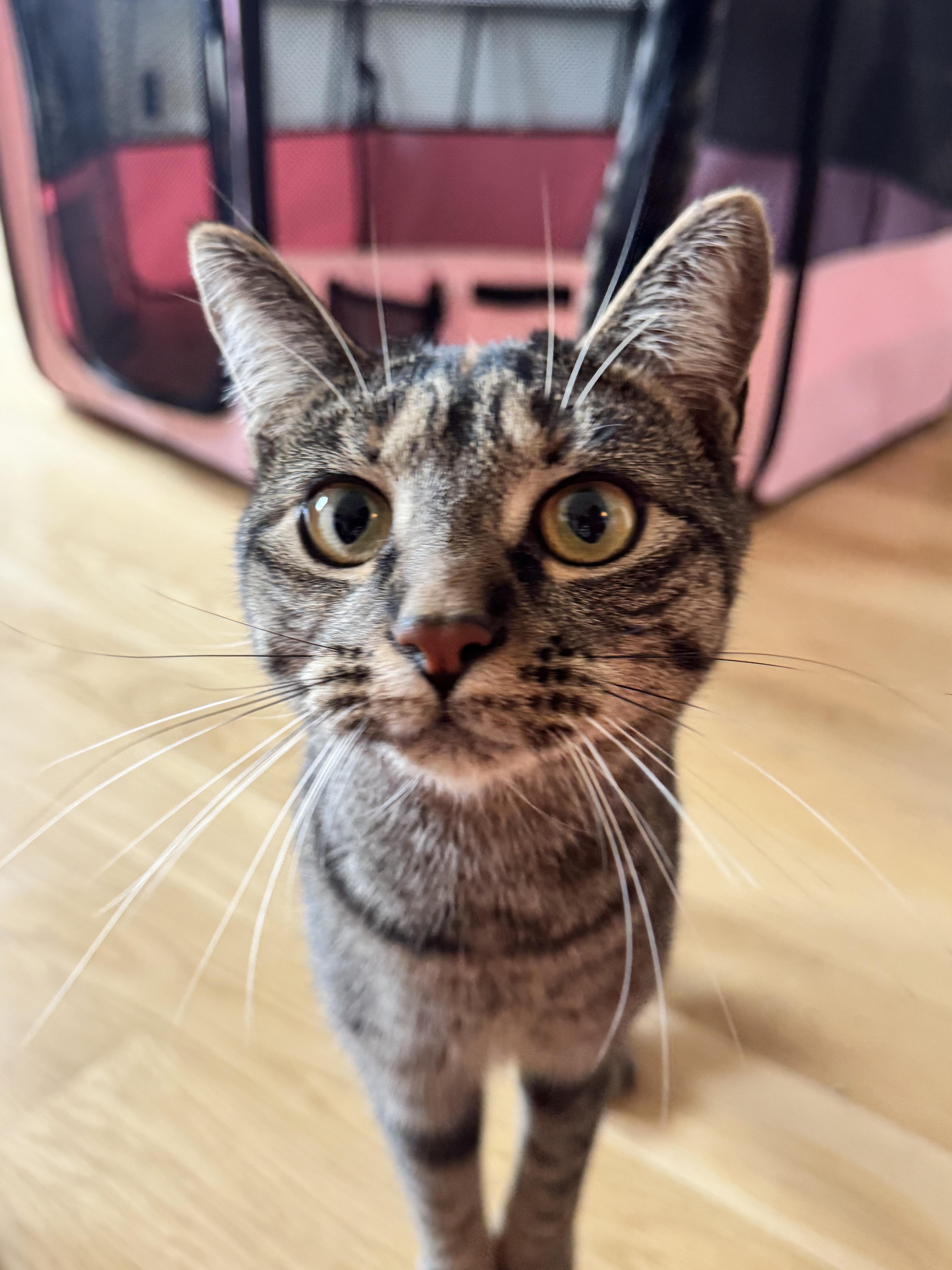 Beth, ADOPTABLE, Young Female Domestic Short Hair.