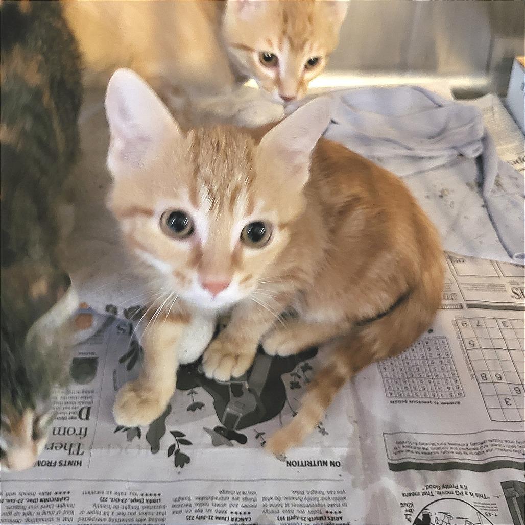 Statler, Adoptable, Kitten Male Domestic Short Hair.