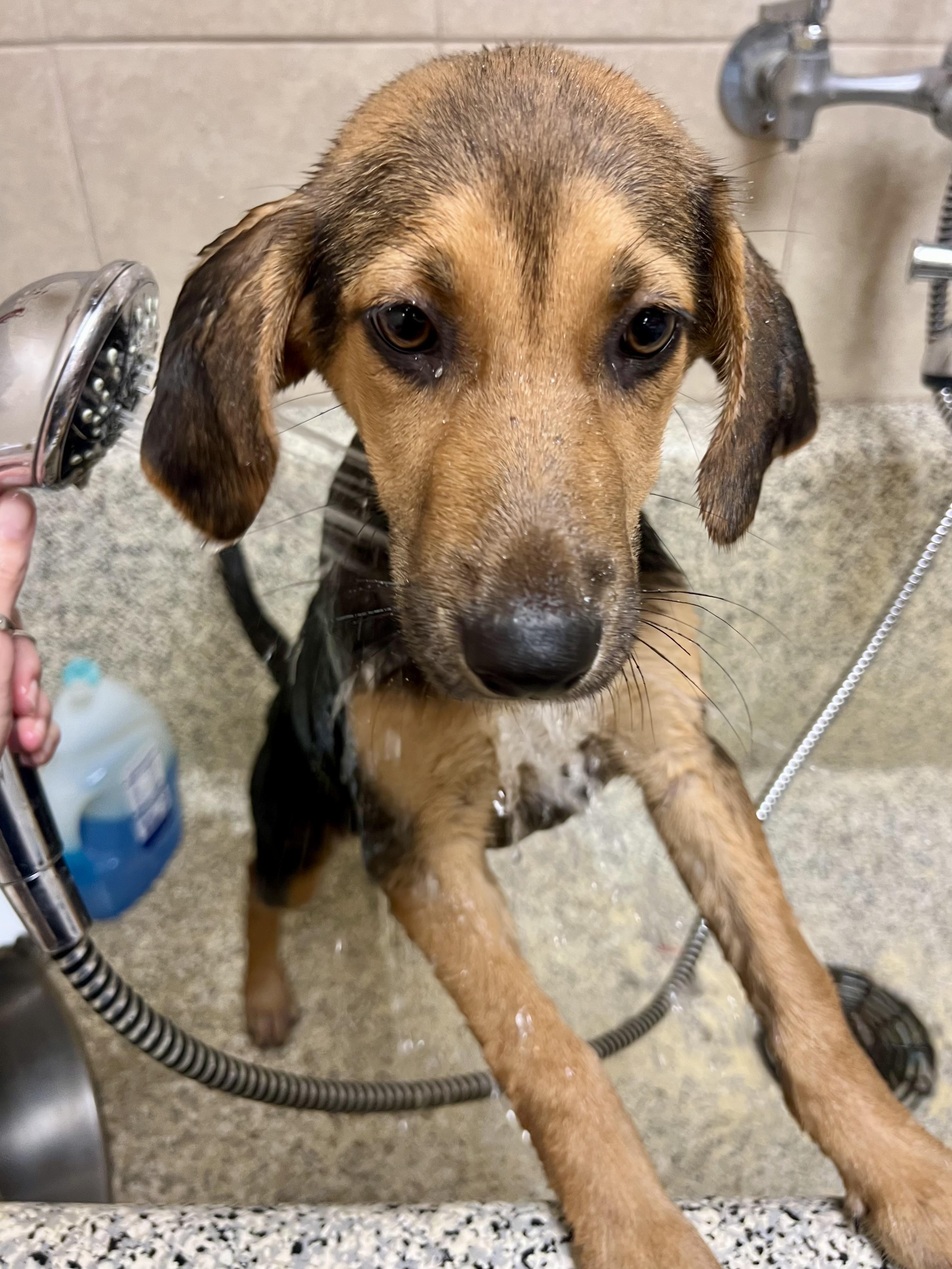 Sundae, a ADOPTABLE mixed breed in Monroe, OH image 3/3