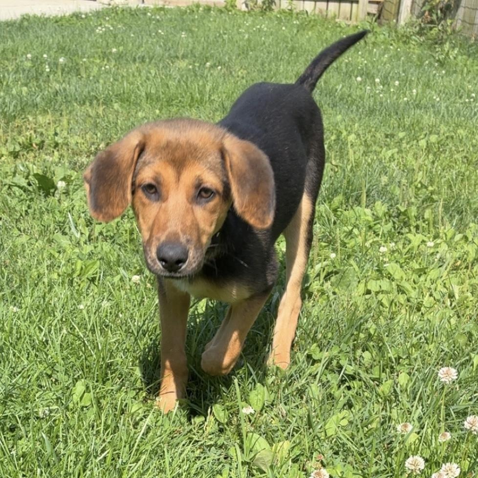 Sundae, a ADOPTABLE mixed breed in Monroe, OH image 2/3