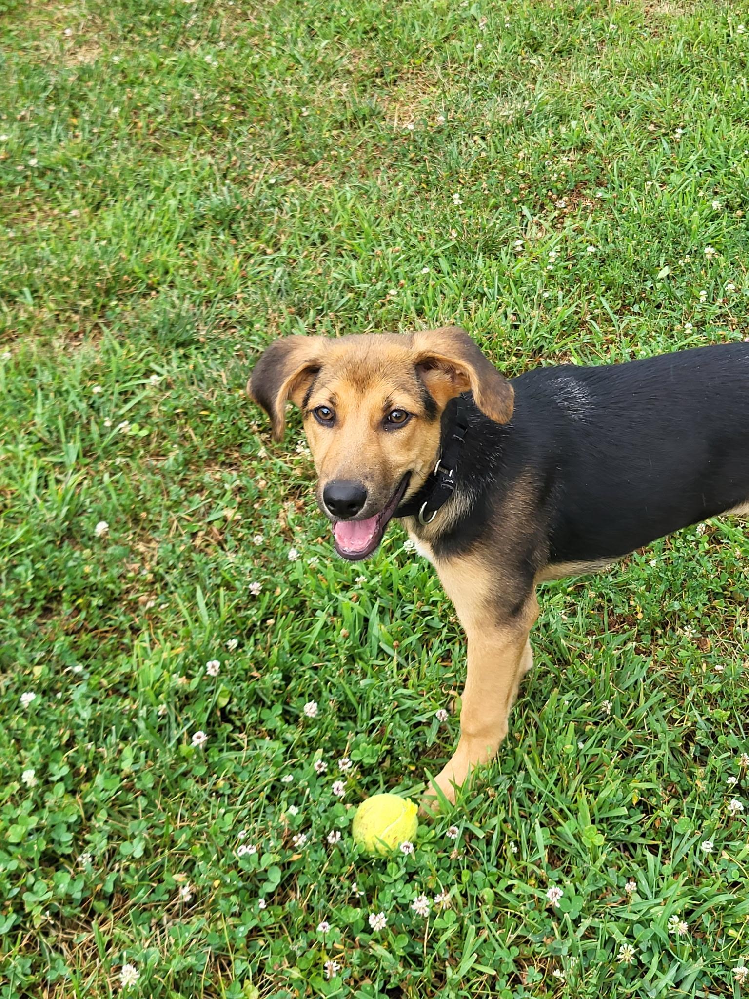 Sundae, a ADOPTABLE mixed breed in Monroe, OH image 1/3