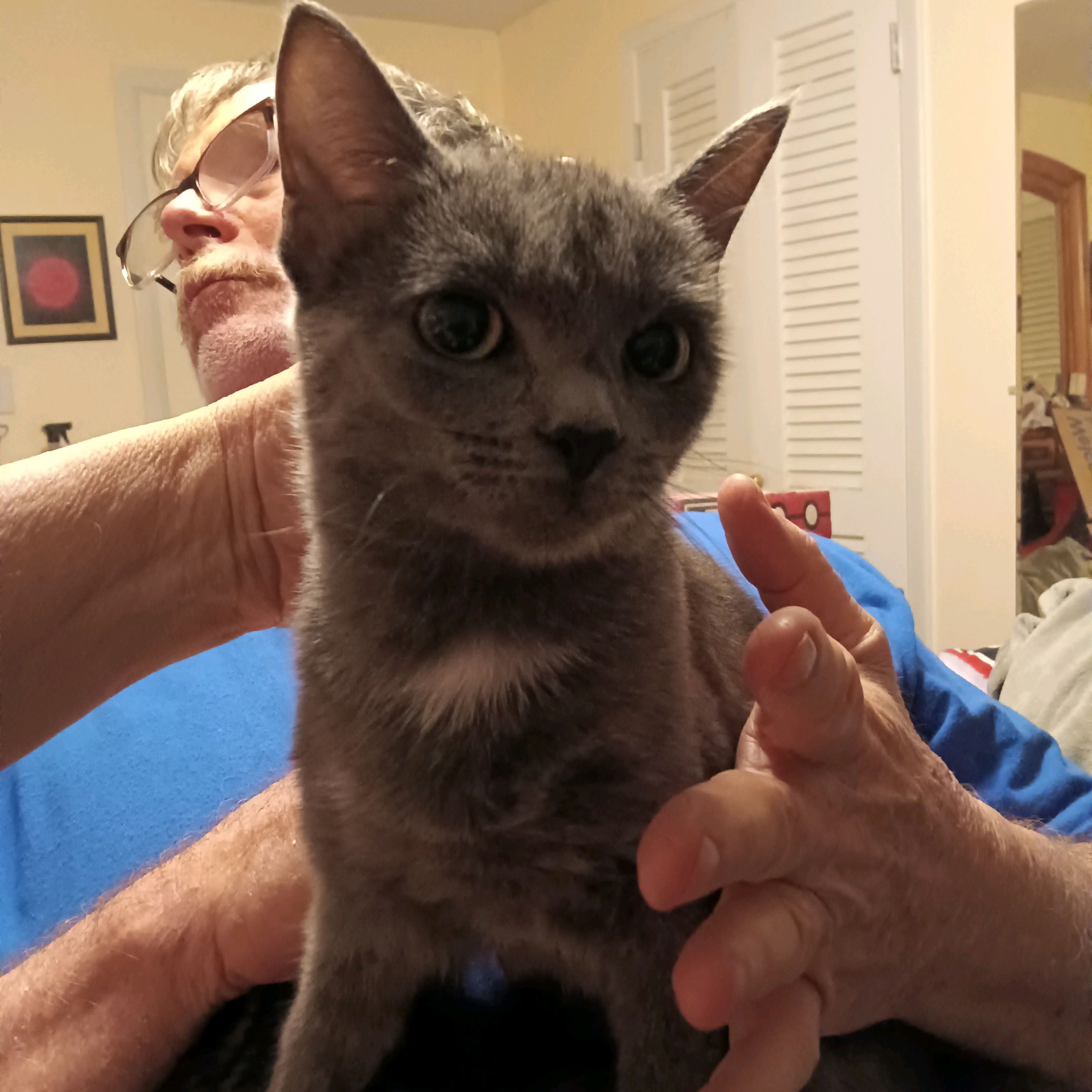 Gracie, an adopted Russian Blue in Deltona, FL_image-1