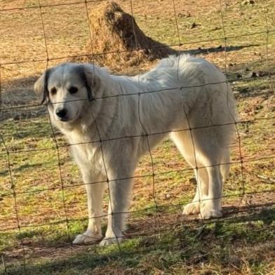 Enlarge Vega (Courtesy Post), a Adoptable mixed breed in Sylva, NC image 4/4