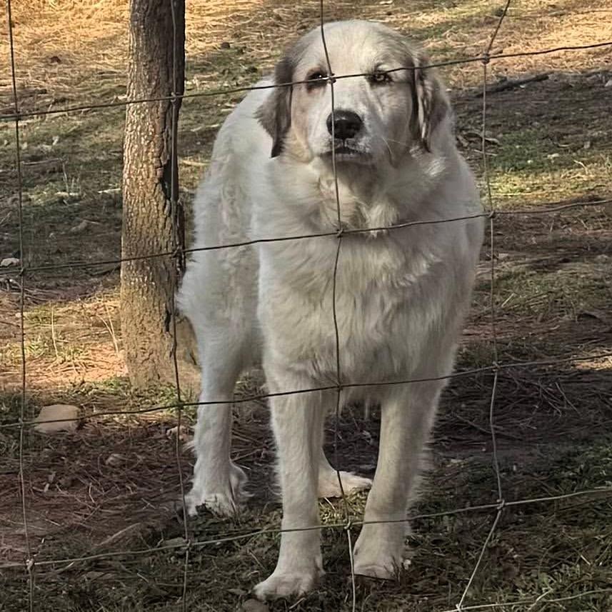 Enlarge Vega (Courtesy Post), a Adoptable mixed breed in Sylva, NC image 1/4