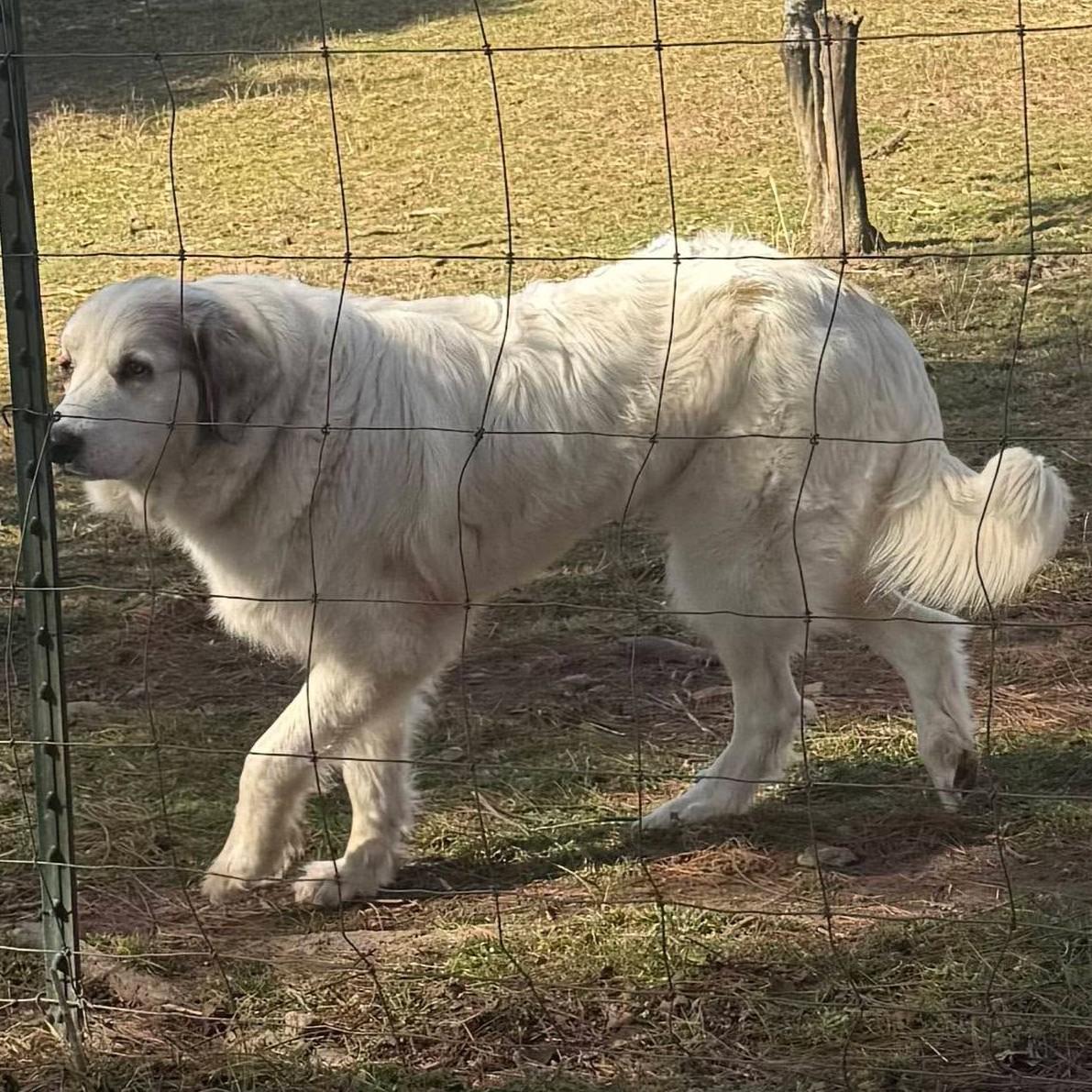 Enlarge Vega (Courtesy Post), a Adoptable mixed breed in Sylva, NC image 3/4