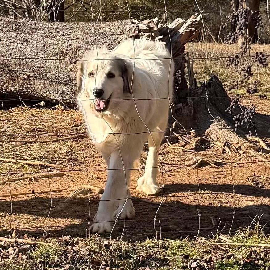 Enlarge Vega (Courtesy Post), a Adoptable mixed breed in Sylva, NC image 2/4