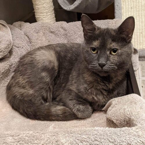 Hearts — thumbnail 3