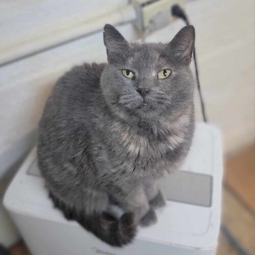 Hearts — thumbnail 4