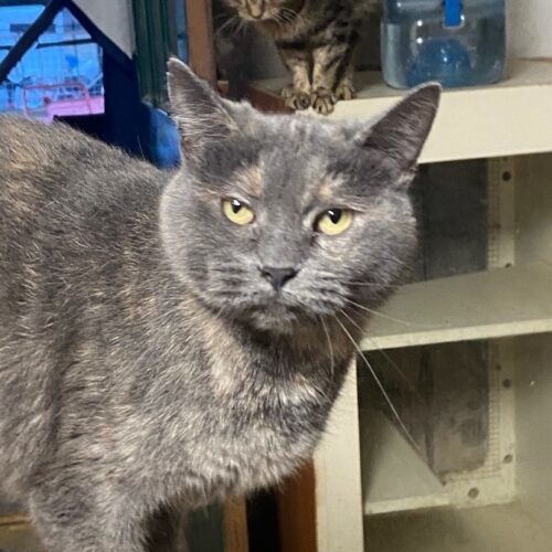 Hearts — thumbnail 7