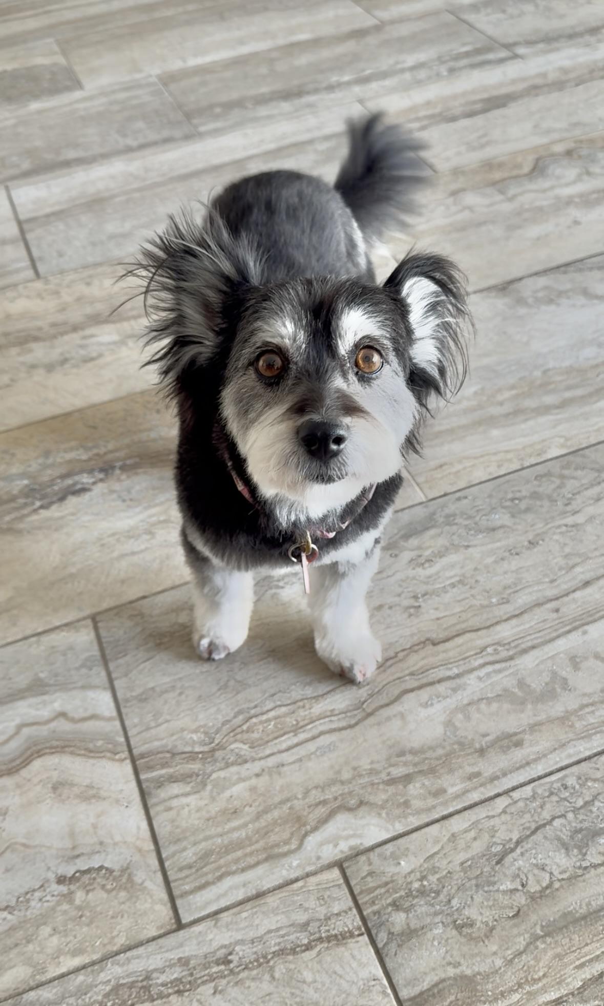 Beverly is a living cartoon character , an adopted mixed breed in Los Angeles, CA image 5/5