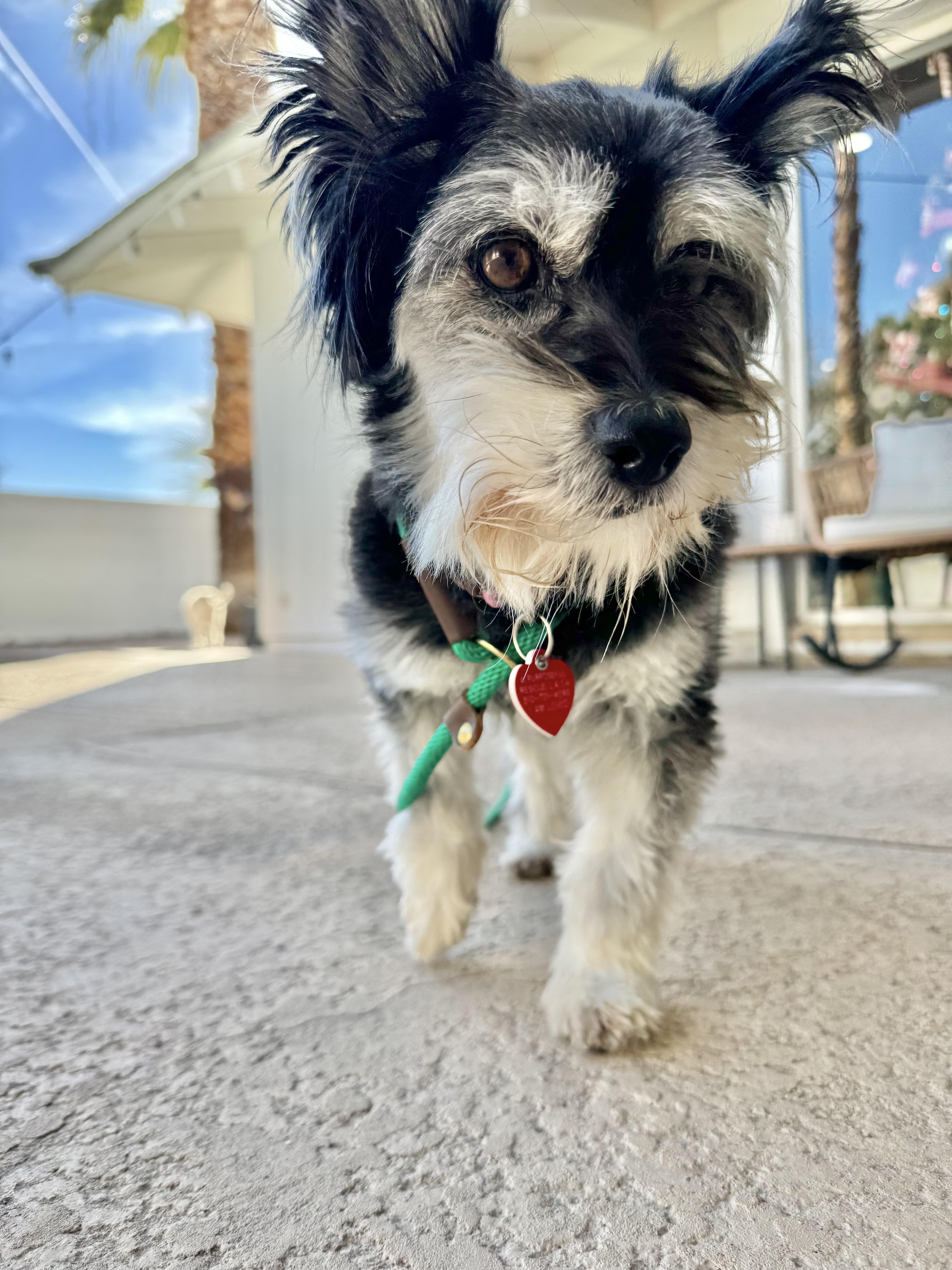 Beverly is a living cartoon character , an adopted mixed breed in Los Angeles, CA image 2/5