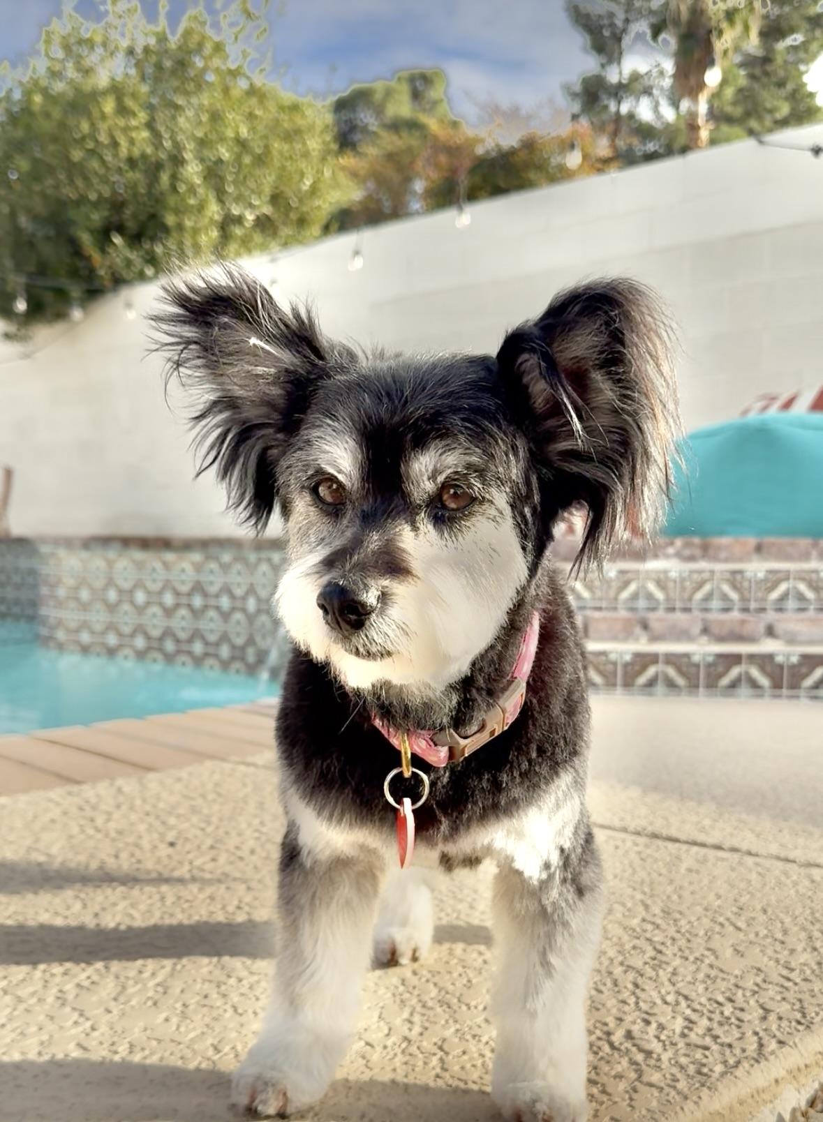 Beverly is a living cartoon character , an adopted mixed breed in Los Angeles, CA image 1/5