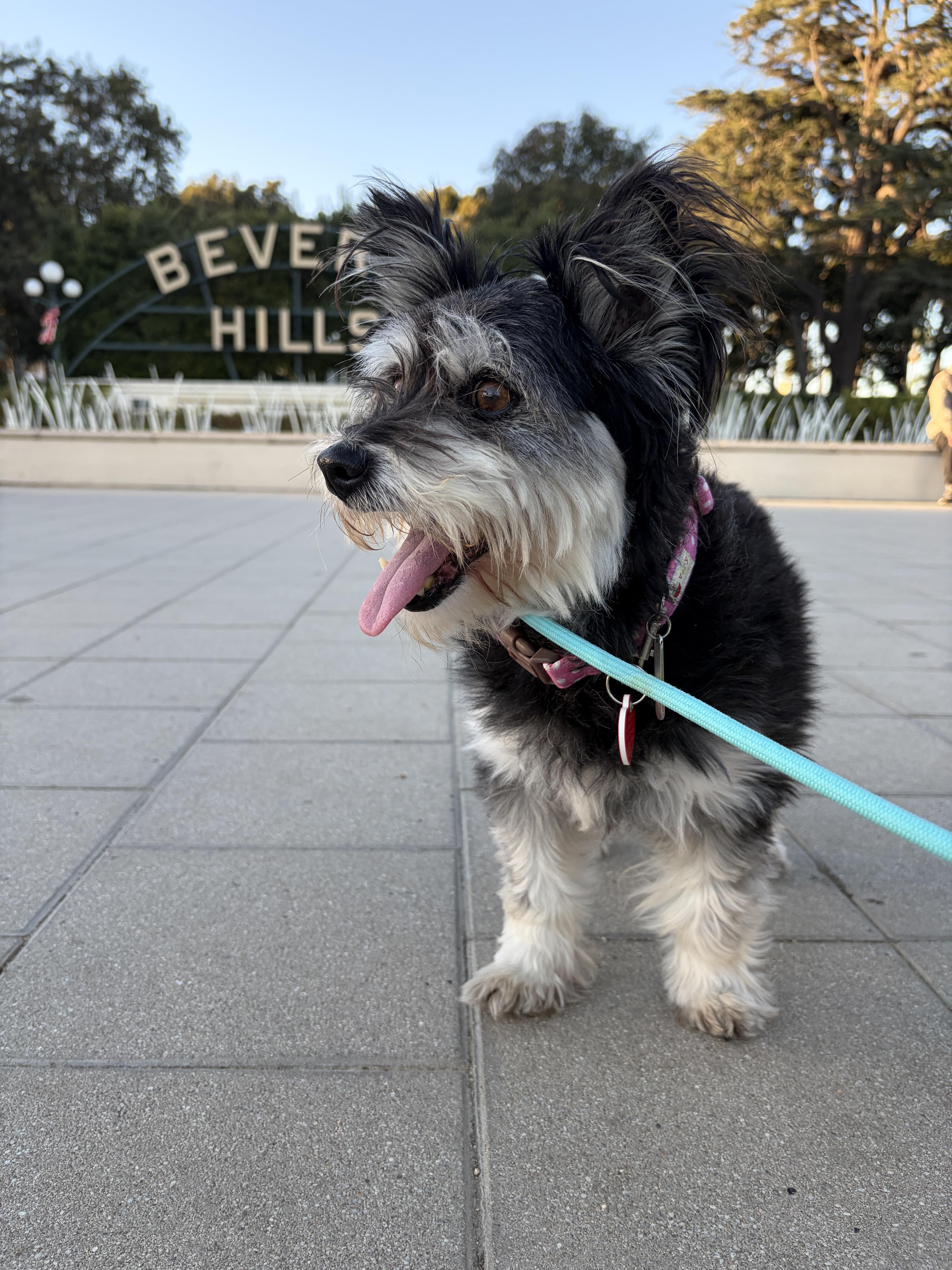 Beverly is a living cartoon character , an adopted mixed breed in Los Angeles, CA image 3/5