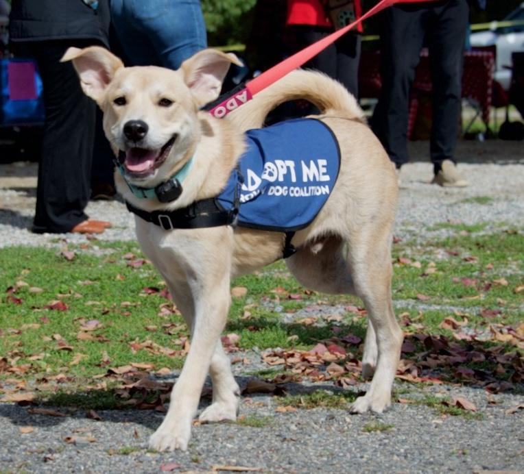 Enlarge Debo, a Adoptable mixed breed in Hopkinton, MA image 2/6