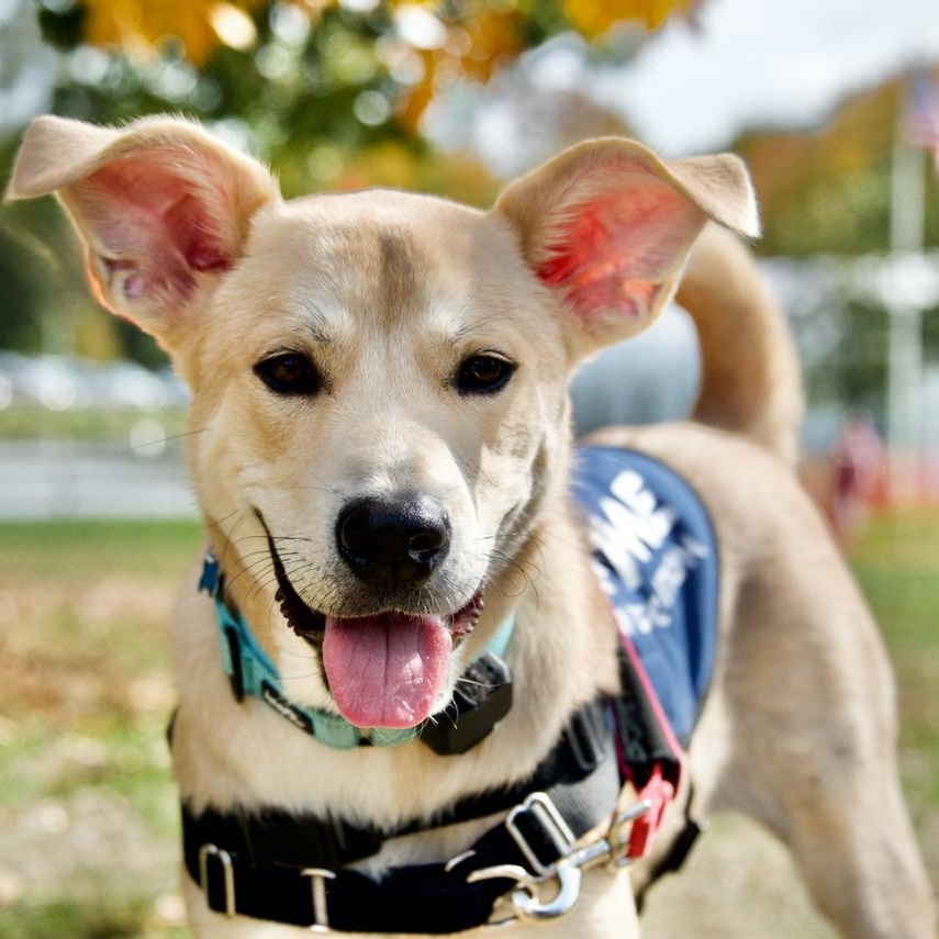 Debo, Adoptable, Young Male Mixed Breed.