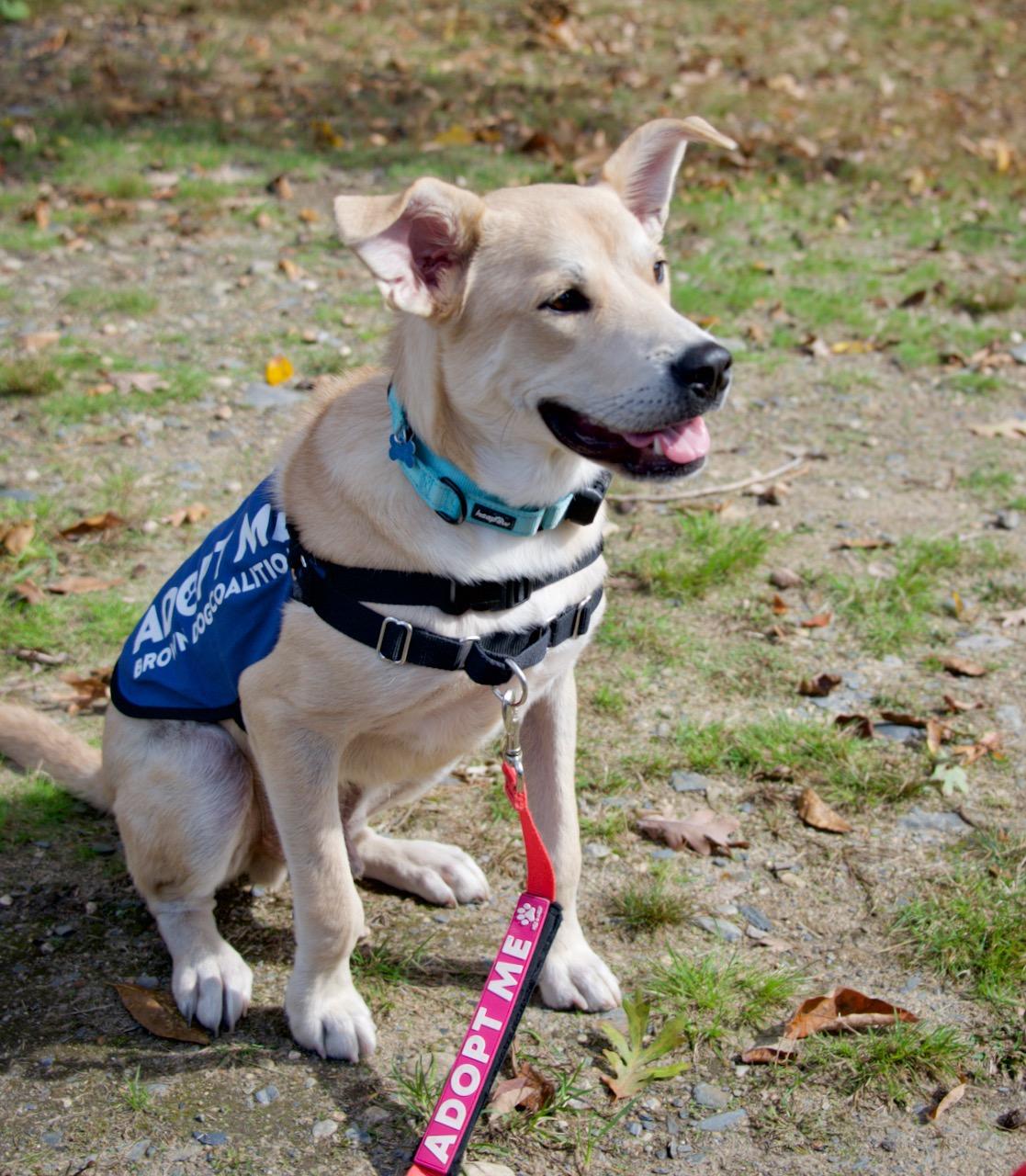 Enlarge Debo, a Adoptable mixed breed in Hopkinton, MA image 5/6