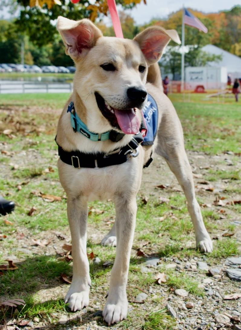 Enlarge Debo, a Adoptable mixed breed in Hopkinton, MA image 6/6