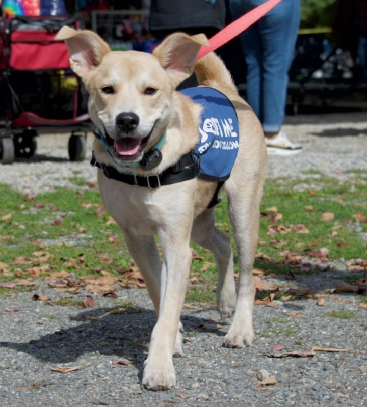 Enlarge Debo, a Adoptable mixed breed in Hopkinton, MA image 4/6
