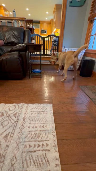 Enlarge Debo, a Adoptable mixed breed in Hopkinton, MA video 3/6