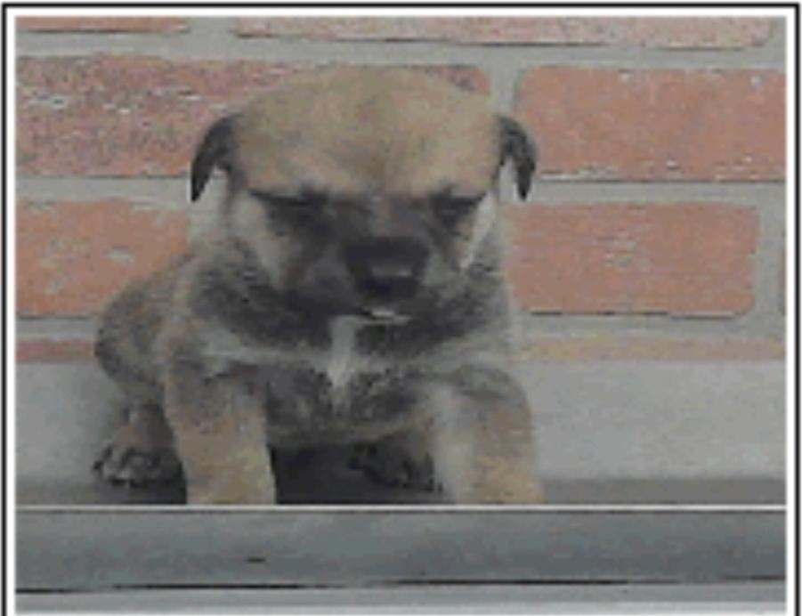 Arizona, Adoptable, Puppy Female Rottweiler.