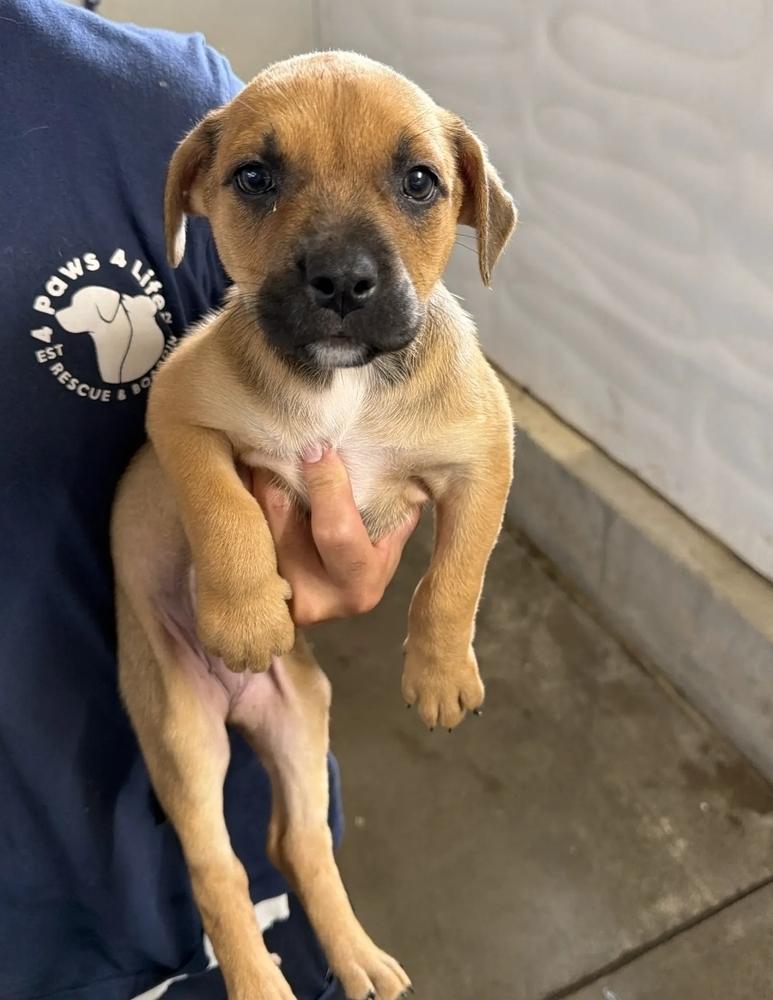 Enlarge Arizona, a Adoptable mixed breed in Sedalia, CO image 3/4