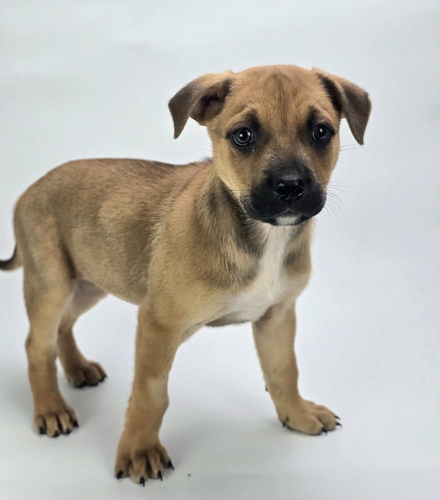 Enlarge Arizona, a Adoptable mixed breed in Sedalia, CO image 4/4