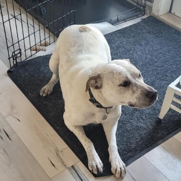 Enlarge Perdita, a ADOPTABLE Mixed Breed in Morden, MB image 2/4