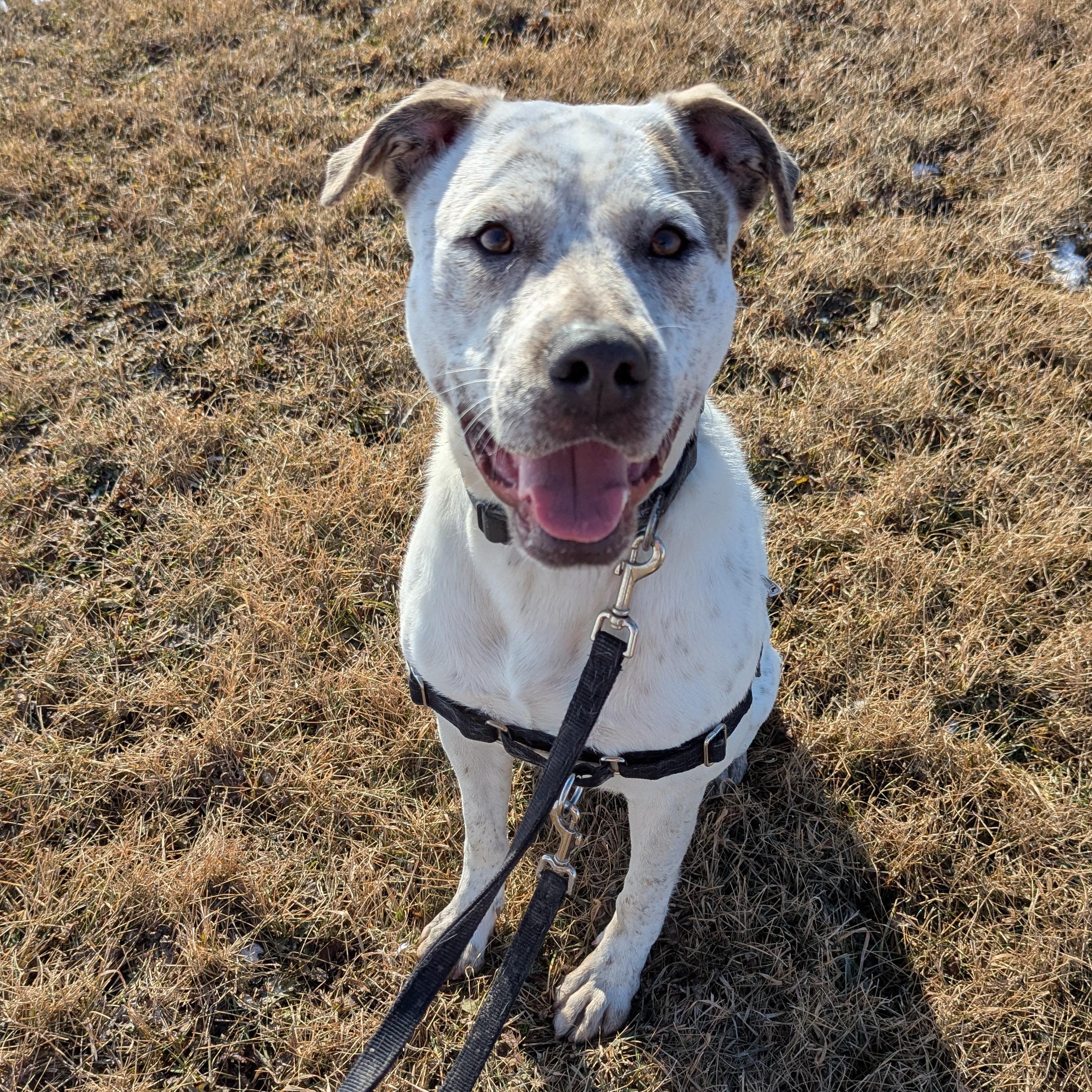 Perdita, ADOPTABLE, Adult Female Mixed Breed.