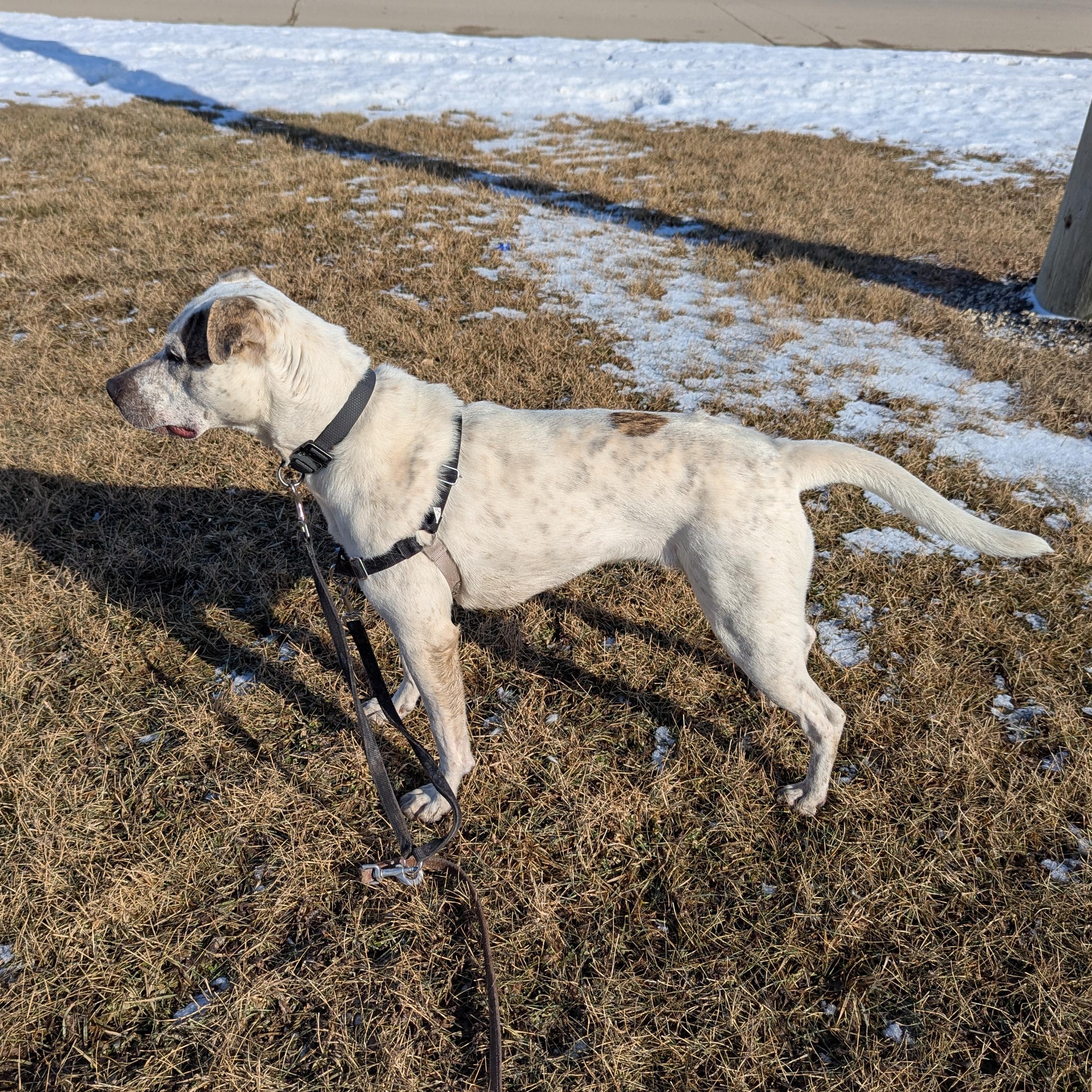 Enlarge Perdita, a ADOPTABLE Mixed Breed in Morden, MB image 3/4