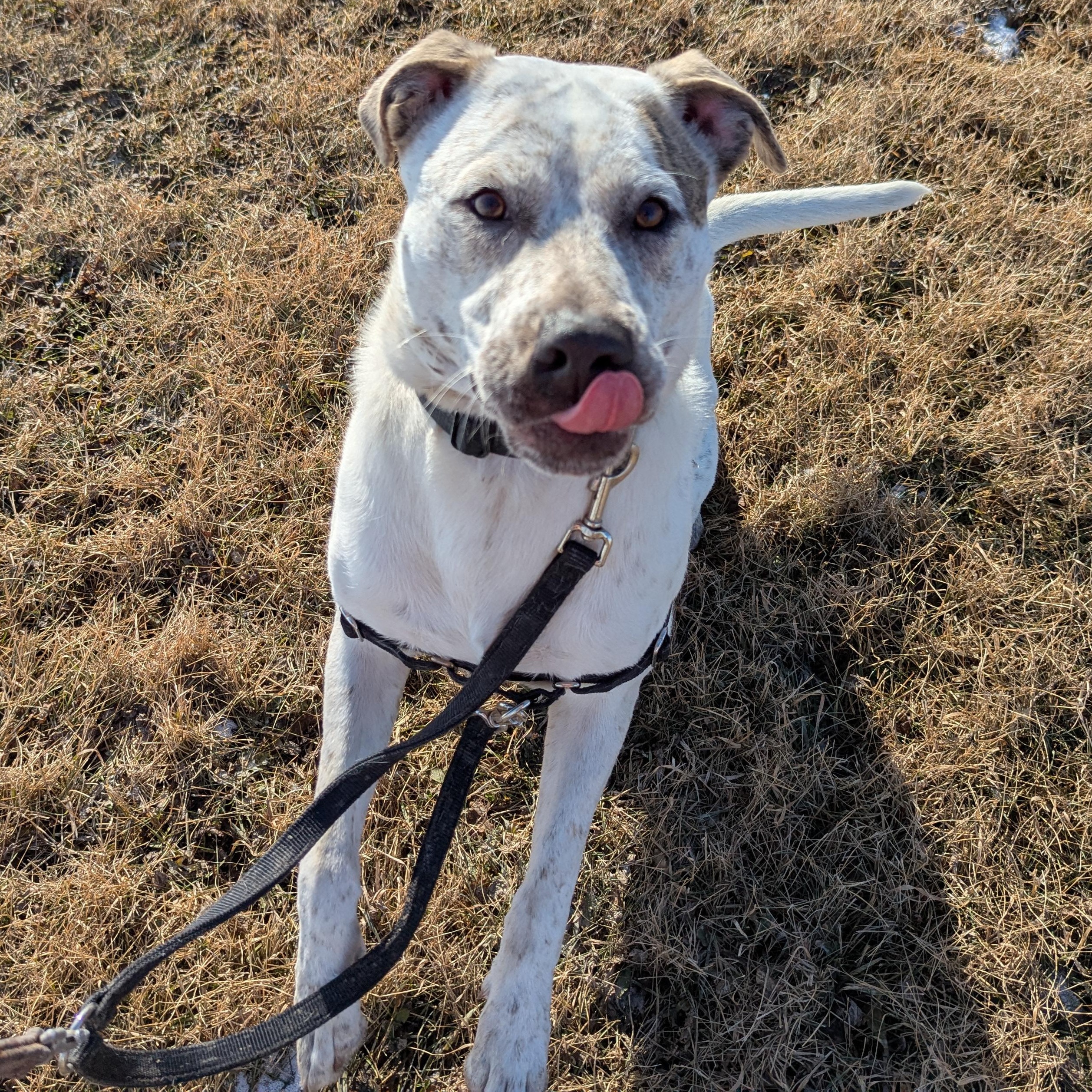 Enlarge Perdita, a ADOPTABLE Mixed Breed in Morden, MB image 4/4