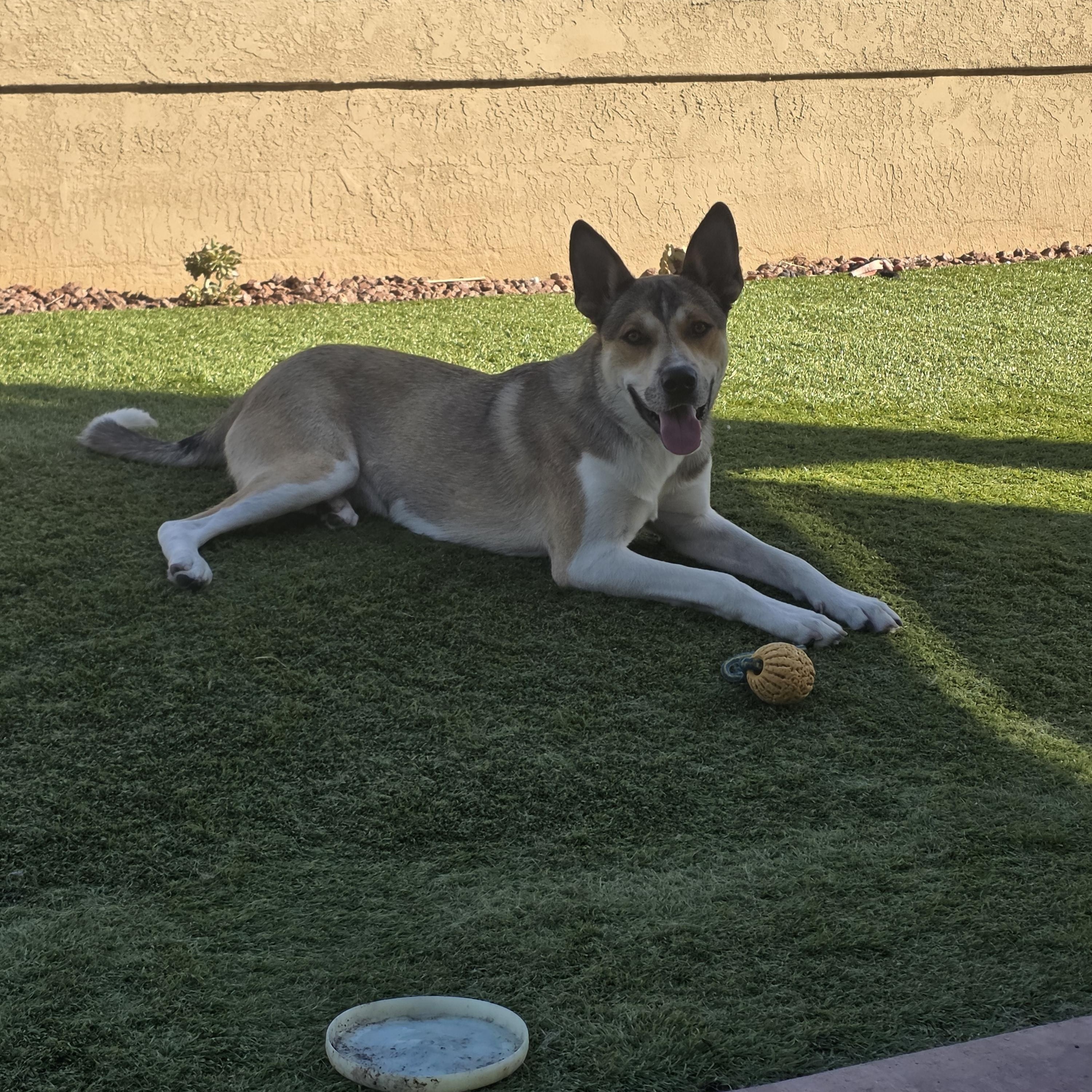 Fritz, an adoptable mixed breed in San Diego, CA image 5/5