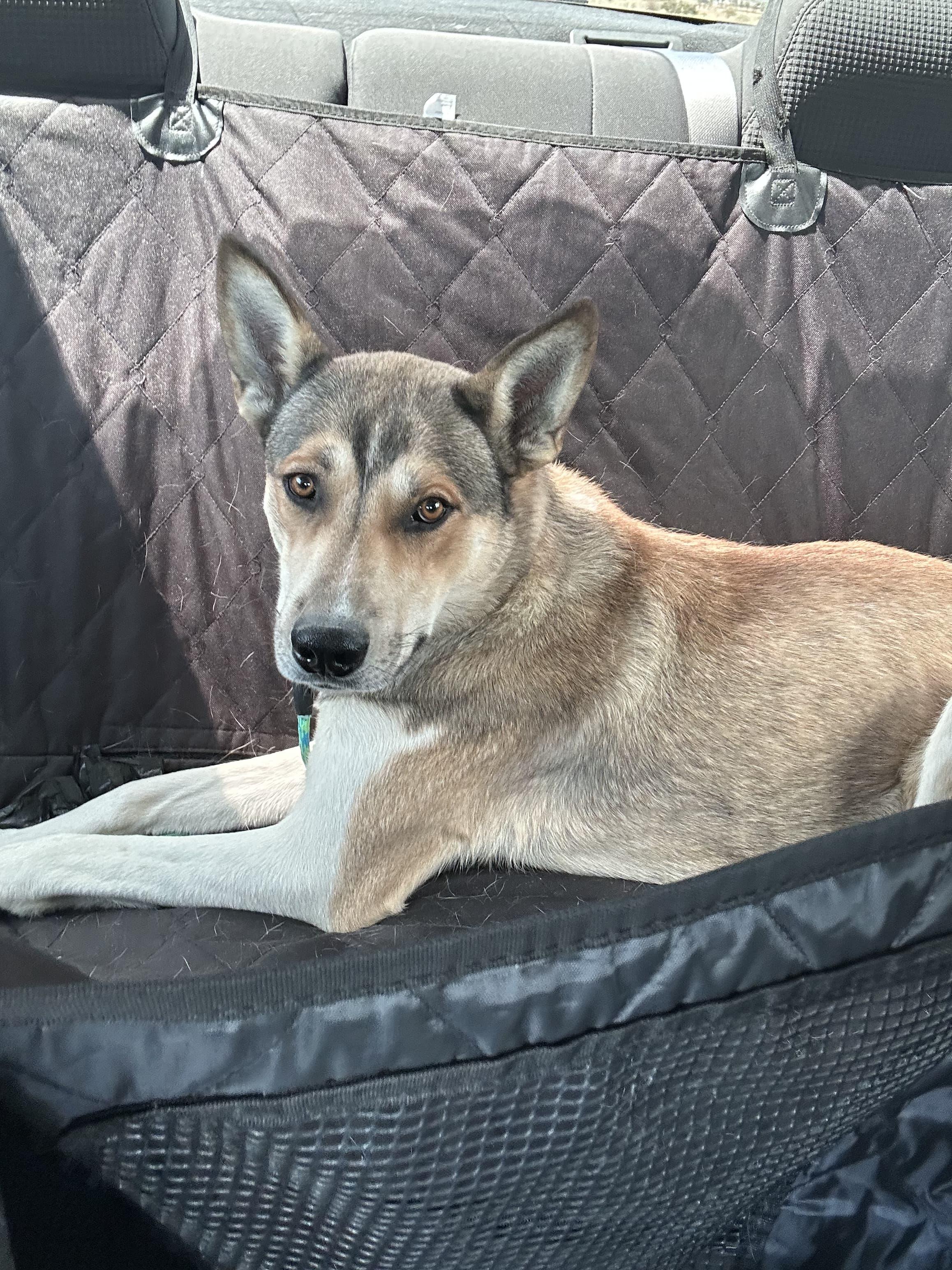 Fritz, an adoptable mixed breed in San Diego, CA image 3/5