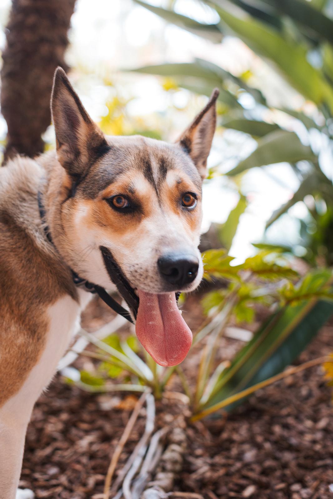 Fritz, an adoptable mixed breed in San Diego, CA image 2/5
