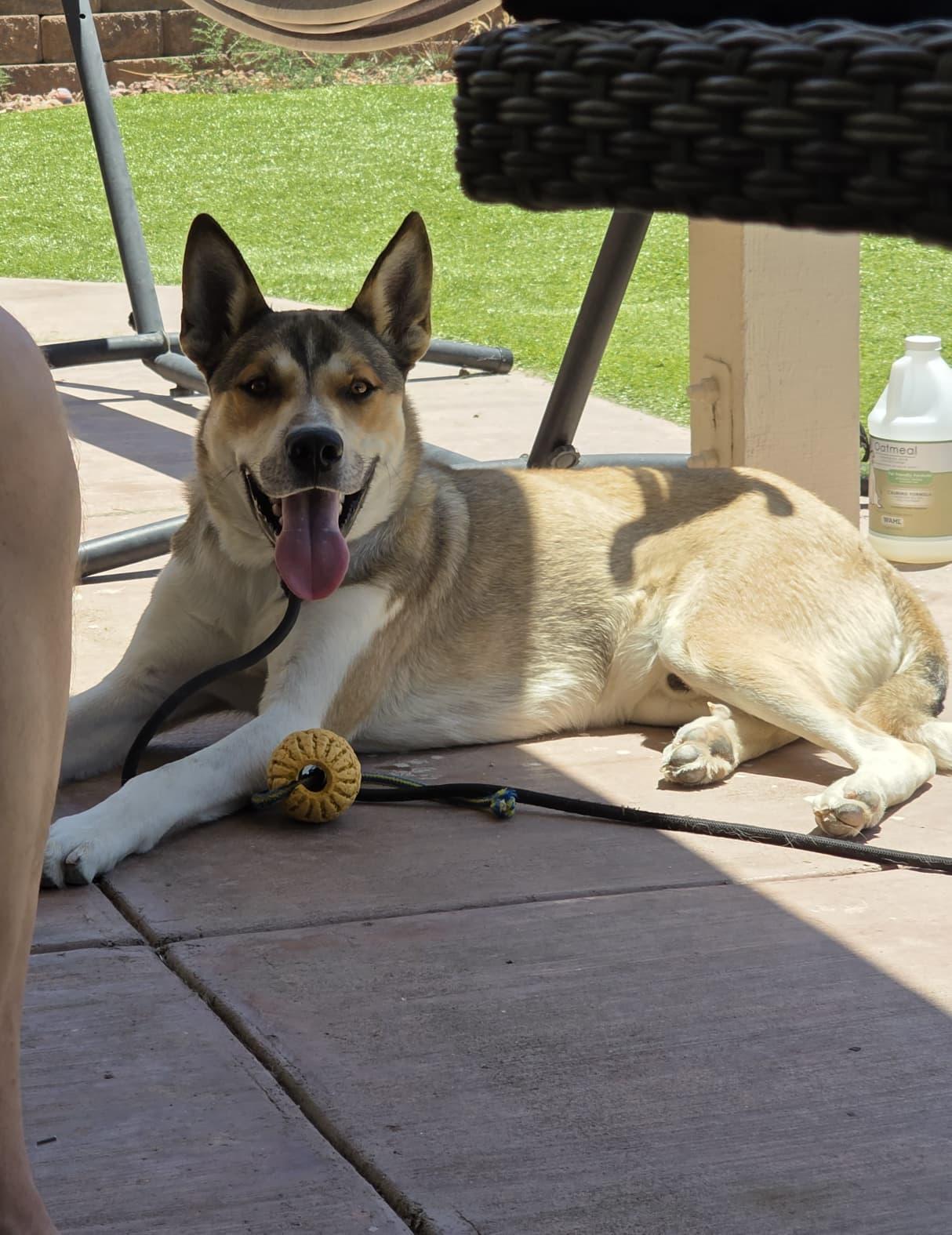 Fritz, adoptable, Adult Male Husky & German Shepherd Dog.