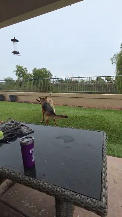 Enlarge Fritz, an adoptable mixed breed in San Diego, CA video 4/5