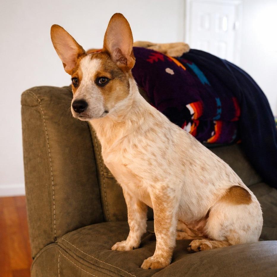 Hazel — thumbnail 3