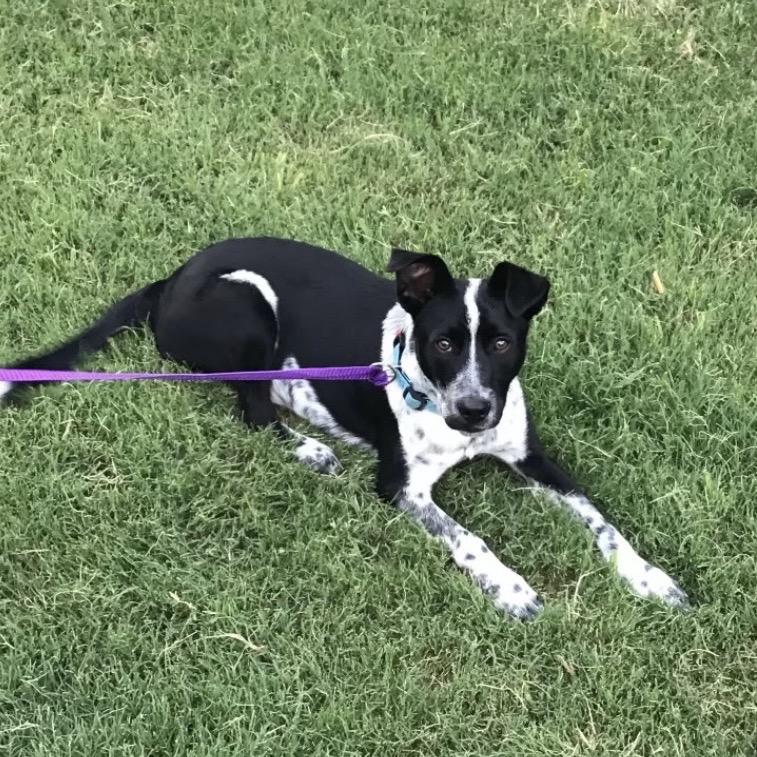 Orie, a Adoptable mixed breed in Mankato, MN image 1/6