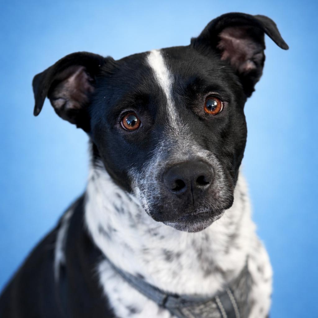 Orie, a Adoptable mixed breed in Mankato, MN image 3/6