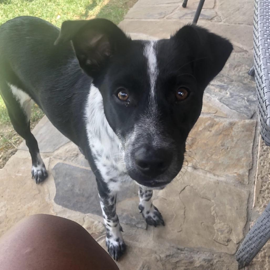 Orie, a Adoptable mixed breed in Mankato, MN image 4/6