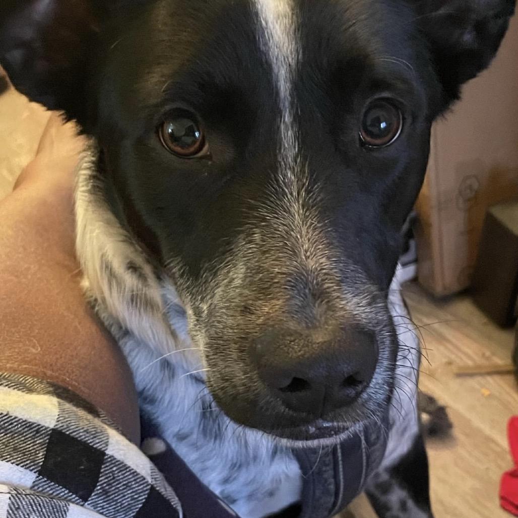 Orie, a Adoptable mixed breed in Mankato, MN image 5/6