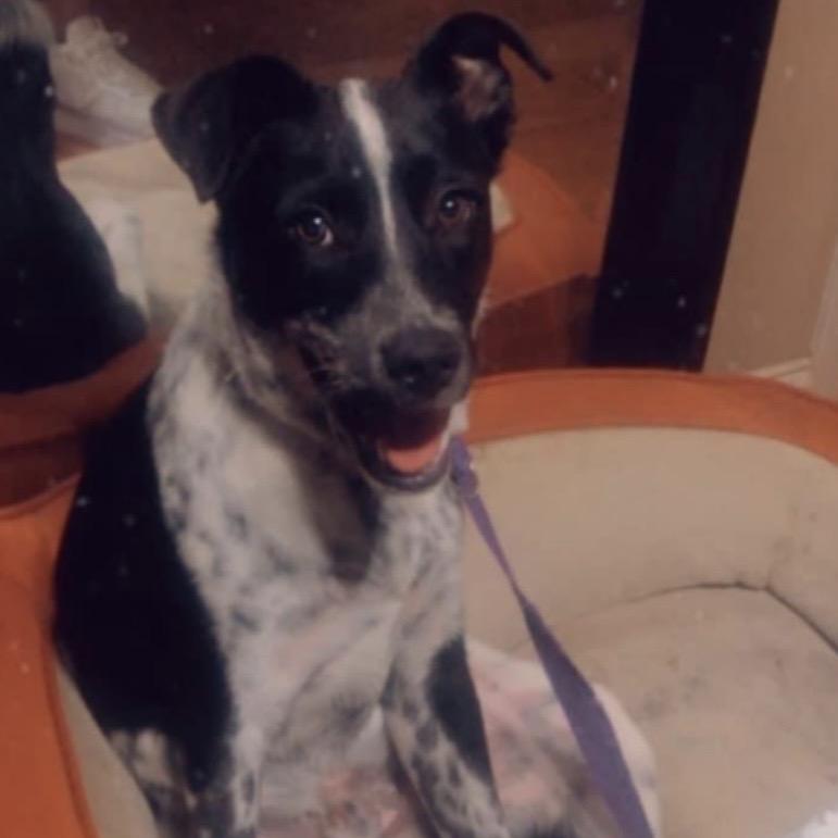 Orie, a Adoptable mixed breed in Mankato, MN image 6/6