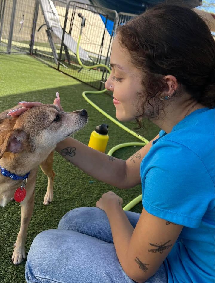 Enlarge Ryder & Chase-Bonded Pair, a Adopted Chihuahua in Phoenix, AZ image 1/3