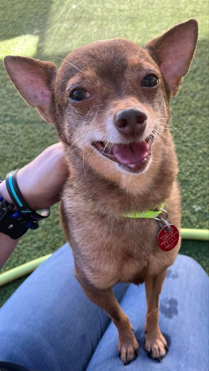 Enlarge Ryder & Chase-Bonded Pair, a Adopted Chihuahua in Phoenix, AZ image 2/3