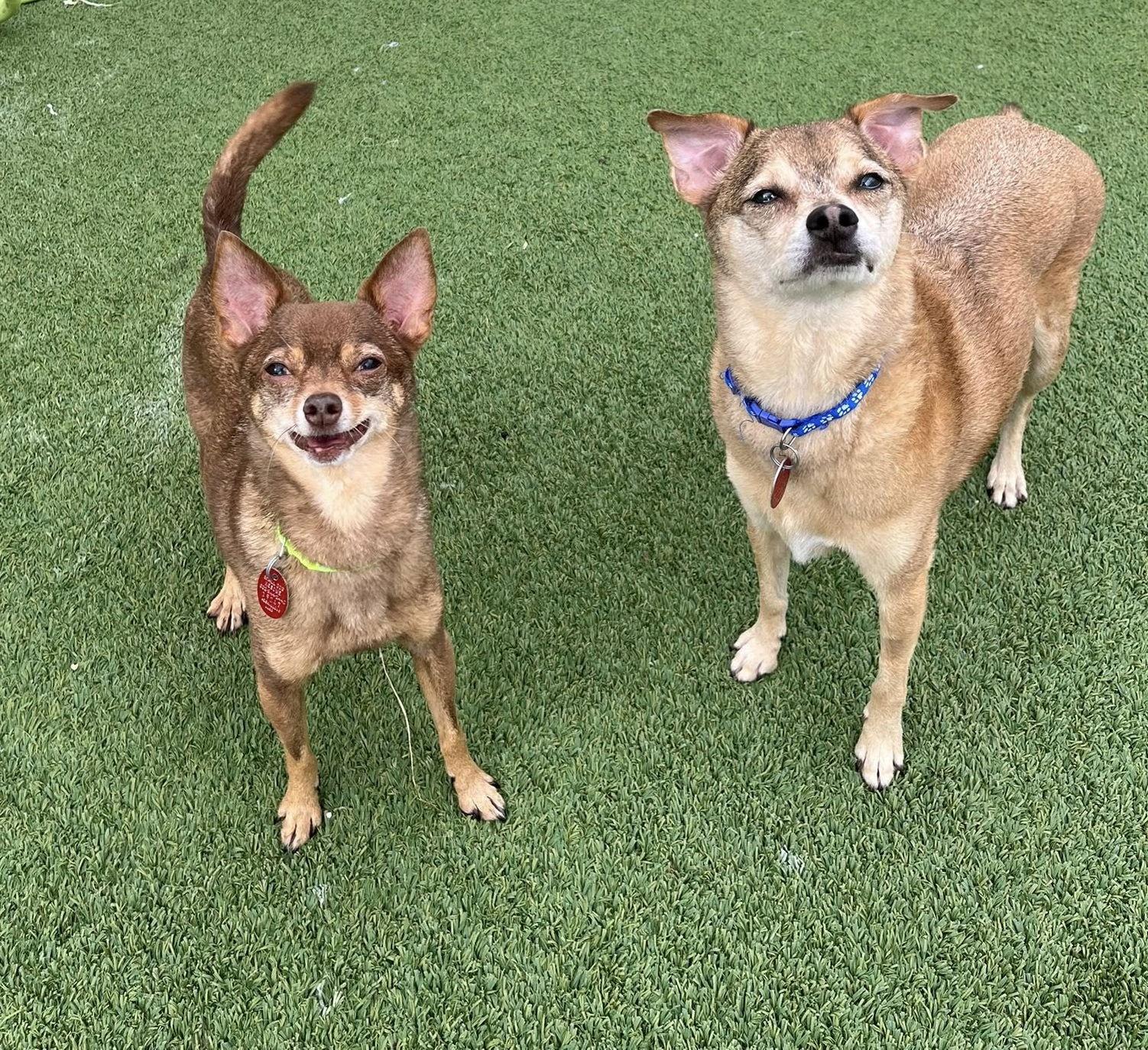 Enlarge Ryder & Chase-Bonded Pair, a Adopted Chihuahua in Phoenix, AZ image 3/3