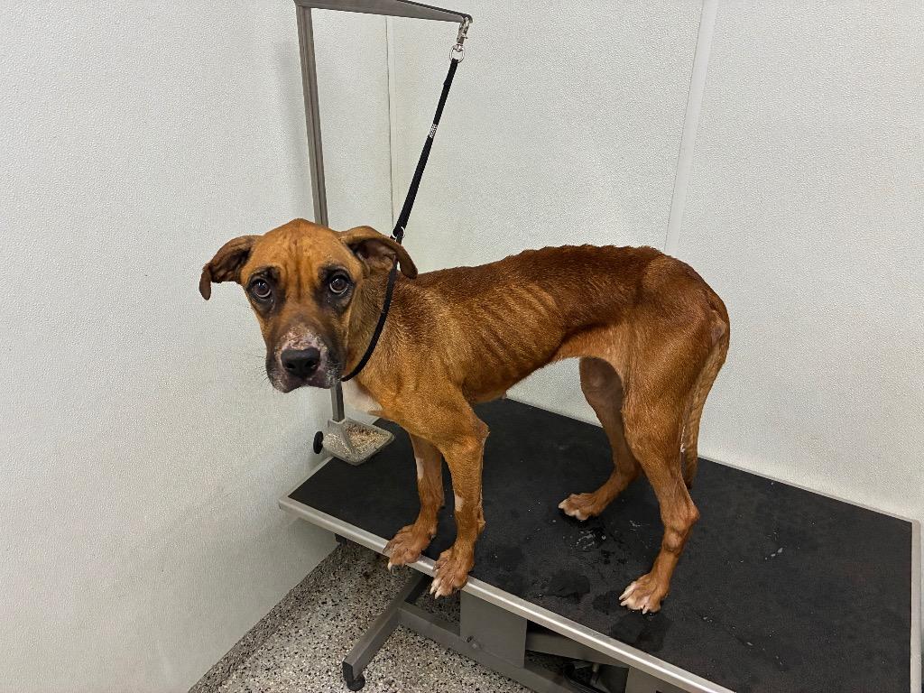 Sky-Adoptable Awaiting S/N, Adoptable, Adult Female Mixed Breed.