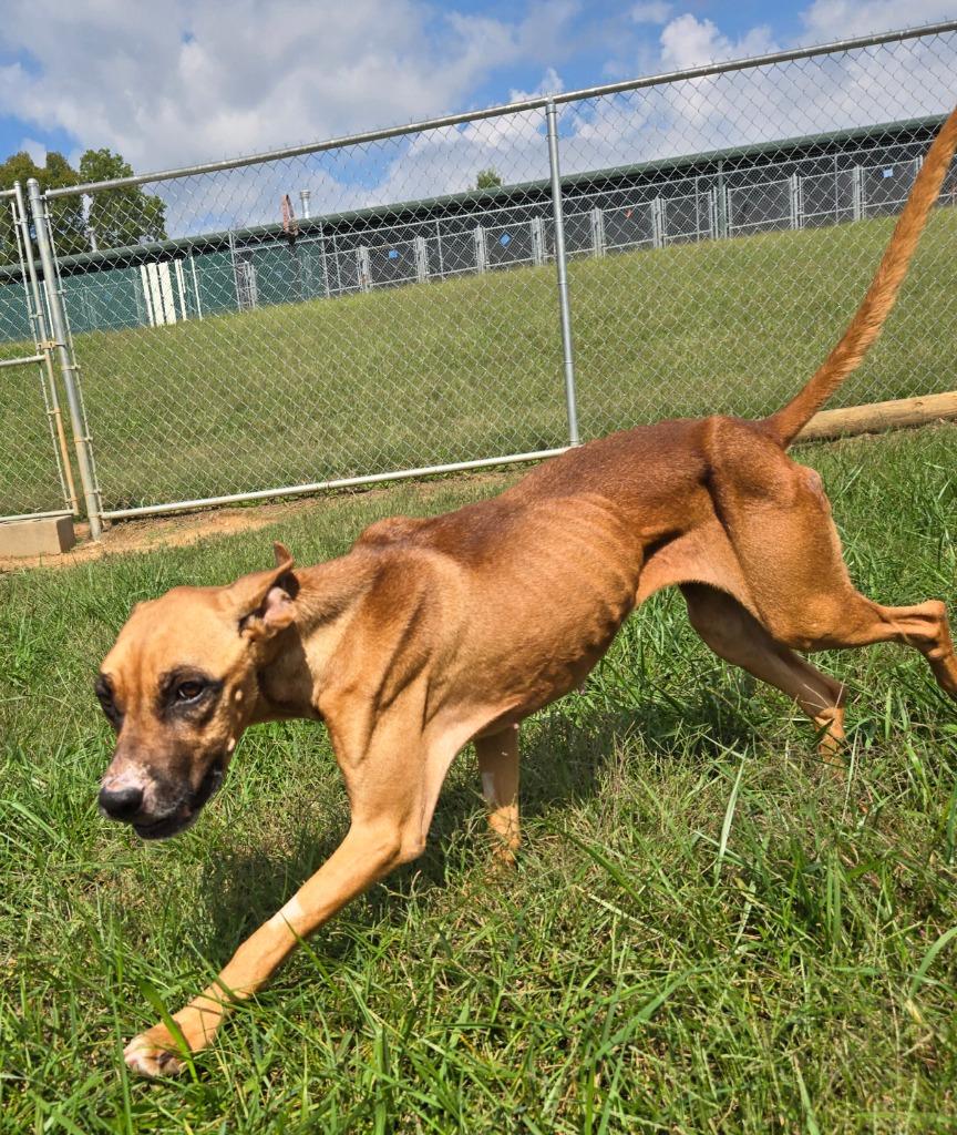 Enlarge Sky-Adoptable Awaiting S/N, a Adoptable mixed breed in Chickamauga , GA image 2/3