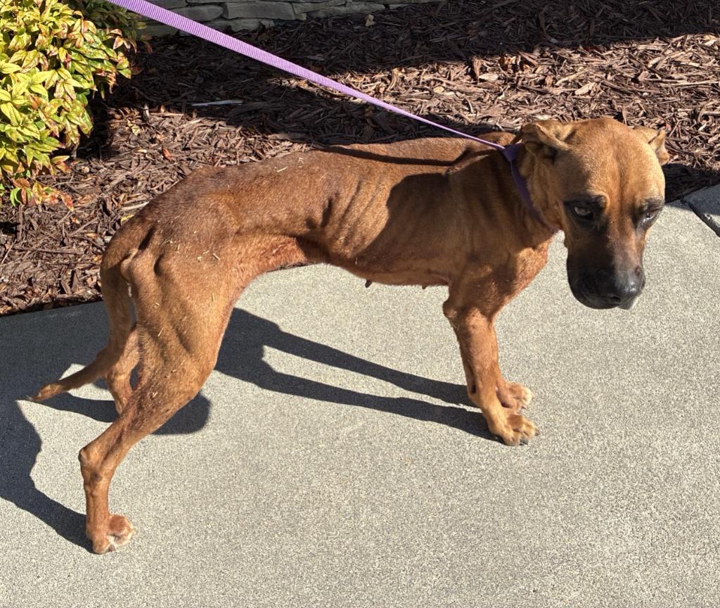 Enlarge Sky-Adoptable Awaiting S/N, a Adoptable mixed breed in Chickamauga , GA image 3/3